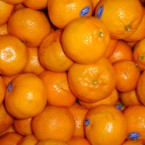nectariens