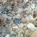 smallseashells