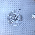 porlandrose b
